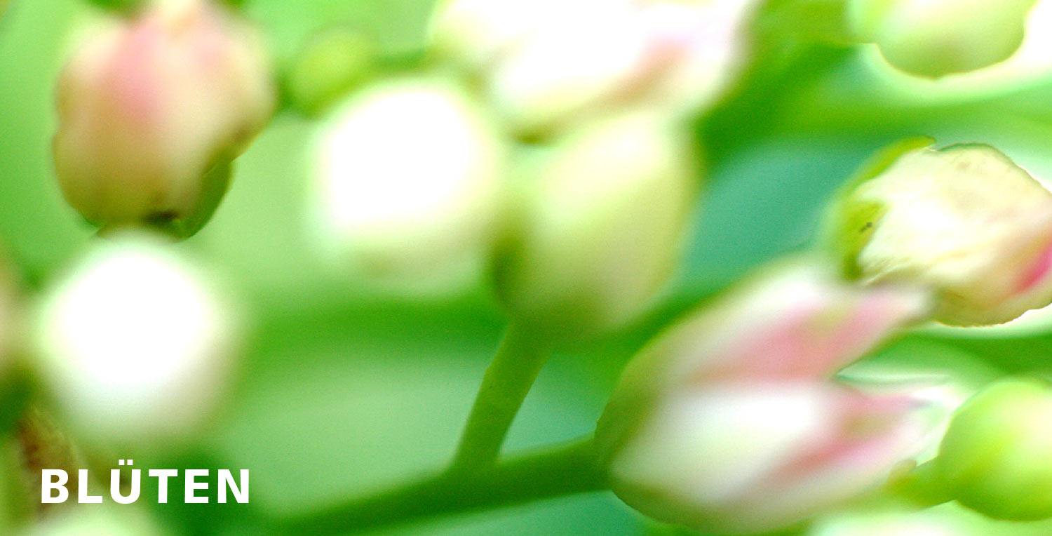 2011-Mappe-Geld-Blueten-sh Blüten (Foto: Sandra Heußinger)