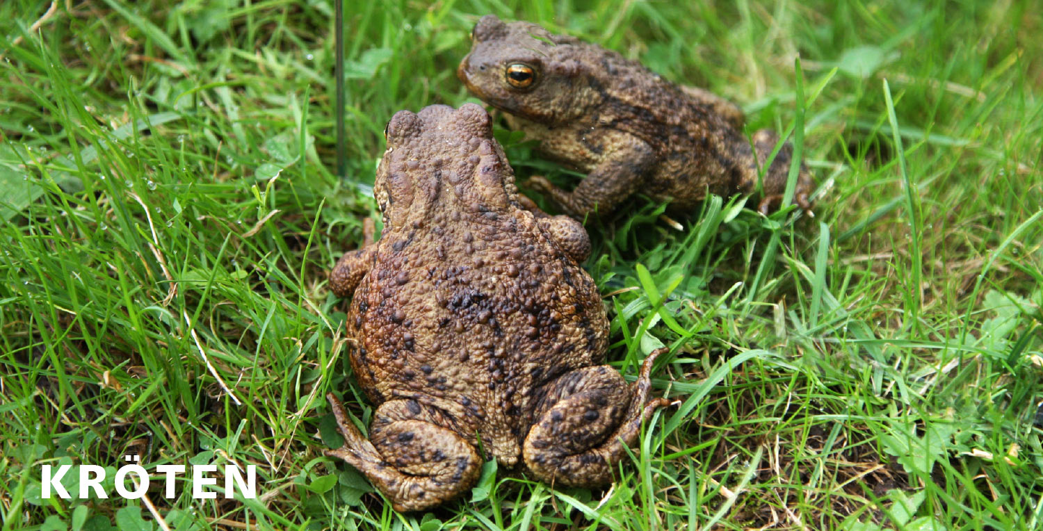2011-Mappe-Geld-Kroeten-pms Kröten (Foto: Peter Maximilian Schmidt)