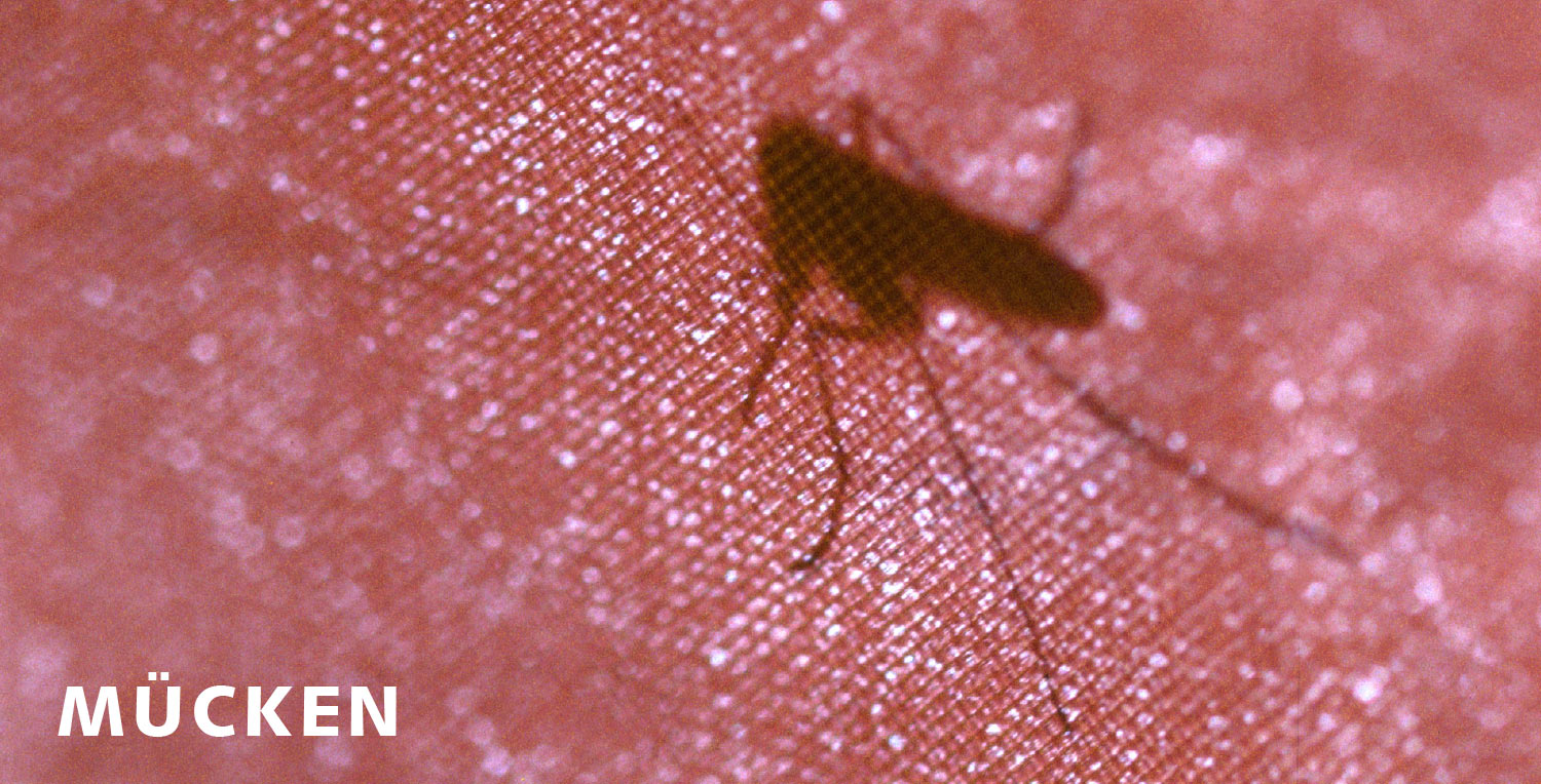 2011-Mappe-Geld-Muecken-mh Mücken (Foto: Manuela Hahnebach)