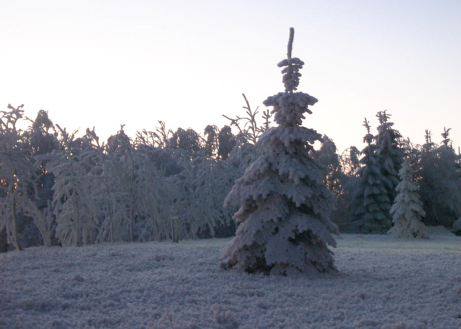 2011-bdj-016_Baumwaechter_joh_08 Baumwächter (Foto: Johanna Hartung)