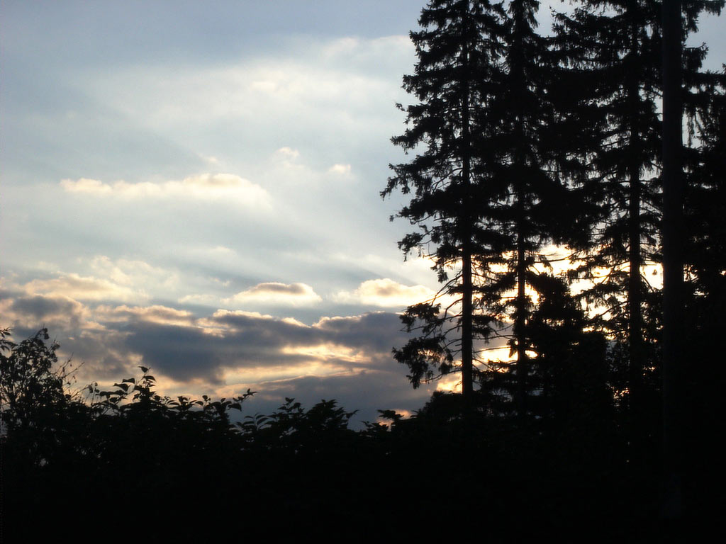 2011-bdj-036_Geisterwald_joh_08 Geisterwald (Foto: Johanna Hartung)