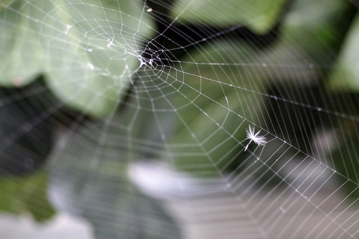 2011-bdj-041_Im-Netz_pz_15 Im Netz (Foto: Peter Zastrow)