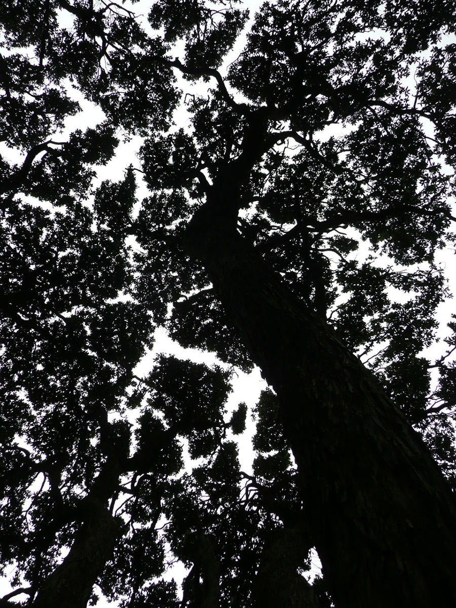 2011-bdj-061_oben_uz_13 Baumkrone (Foto: Ute Zohles)