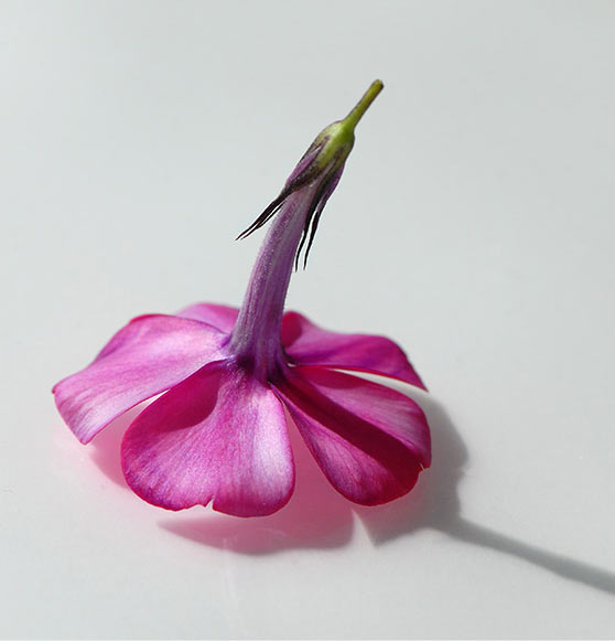 2011-bdj-062_phloksbluete_mh_19 Phloks (Foto: Manuela Hahnebach)