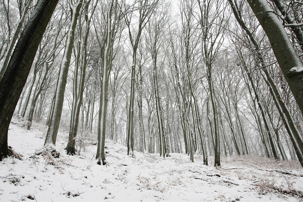 2011-bdj-070_schiefer-Domberg_tb_17 Schiefer Domberg (Foto: Tilo Bössel)