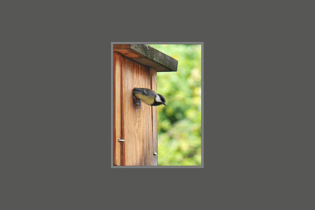 2011-bdj-zz14_1_Vogel1_khr_12 Serie: Meisenheim (Foto: Karl-Heinz Richter)