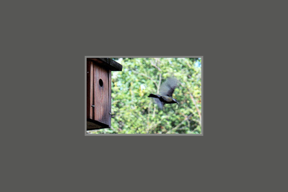 2011-bdj-zz14_3_Vogel3_khr_12 Serie: Meisenheim (Foto: Karl-Heinz Richter)