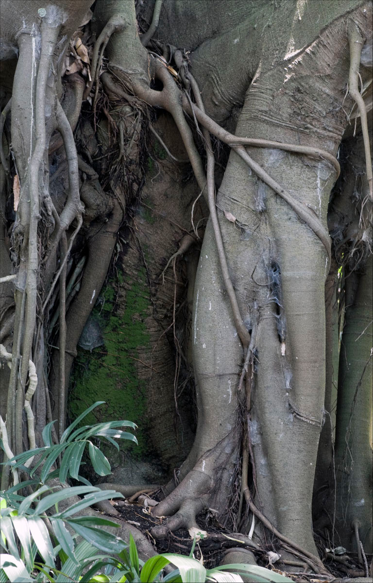 2012-03-02_Baum_uz_14 Baum (Foto: Ute Zohles)