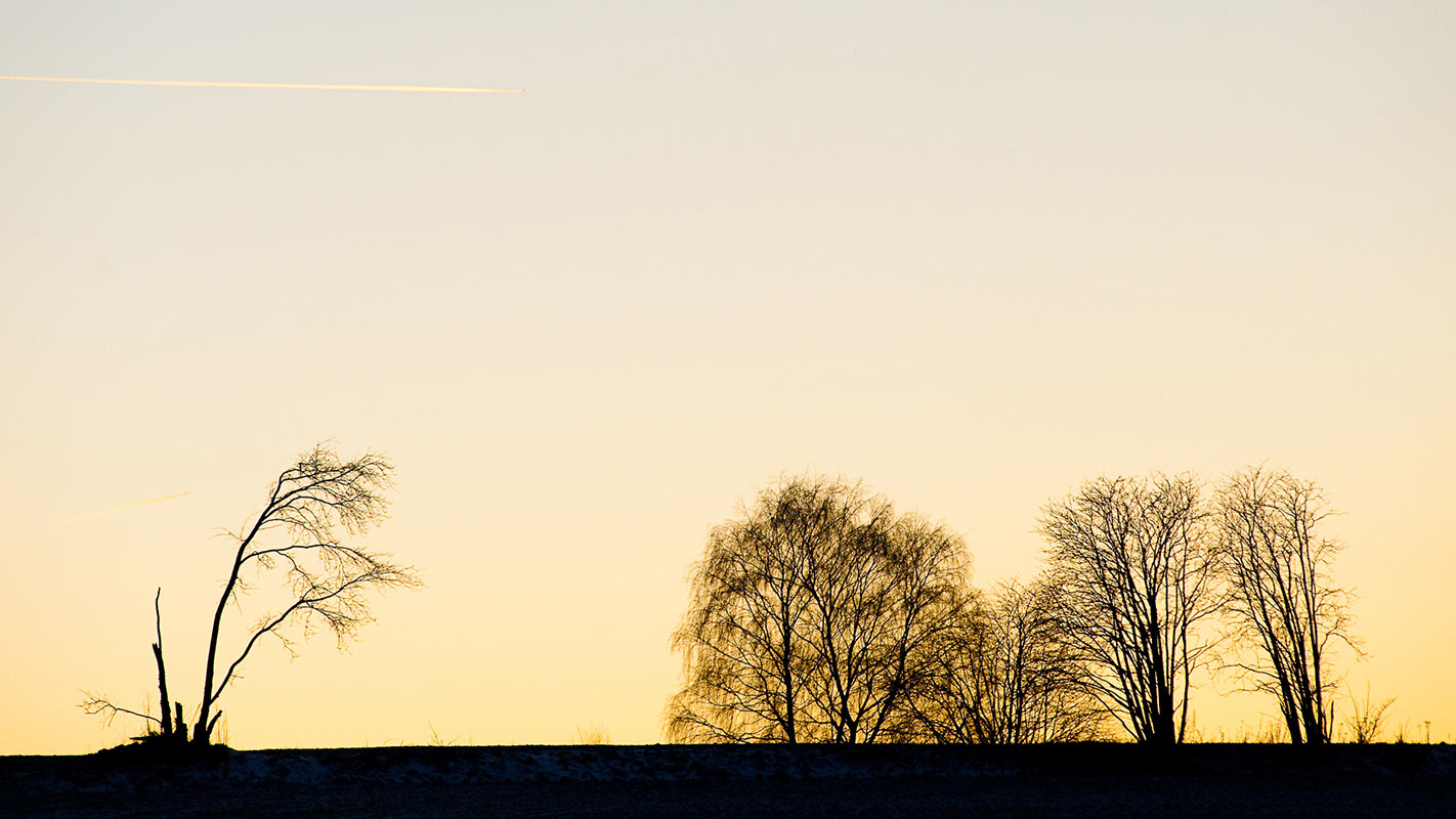 2012-03-03_baumhorizont_upf_14 Baumhorizont (Foto: Uli Pfeufer)