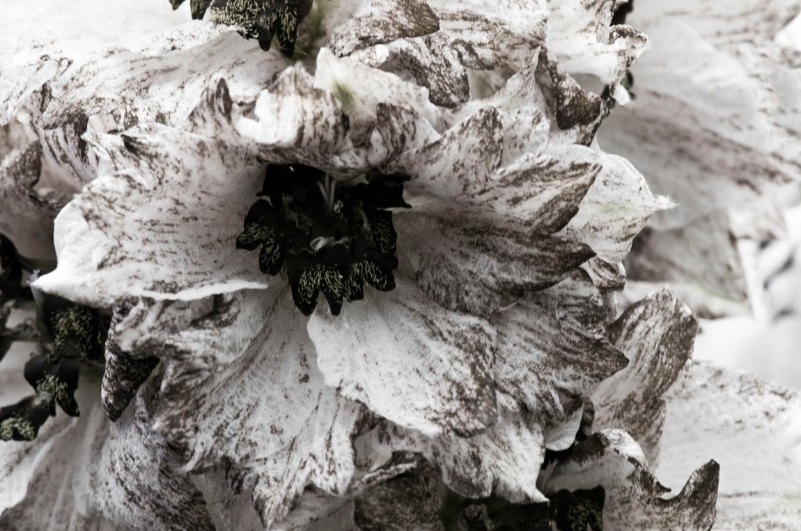 2012-03-05_Blume_uz_14 Amarylis (Foto: Ute Zohles)