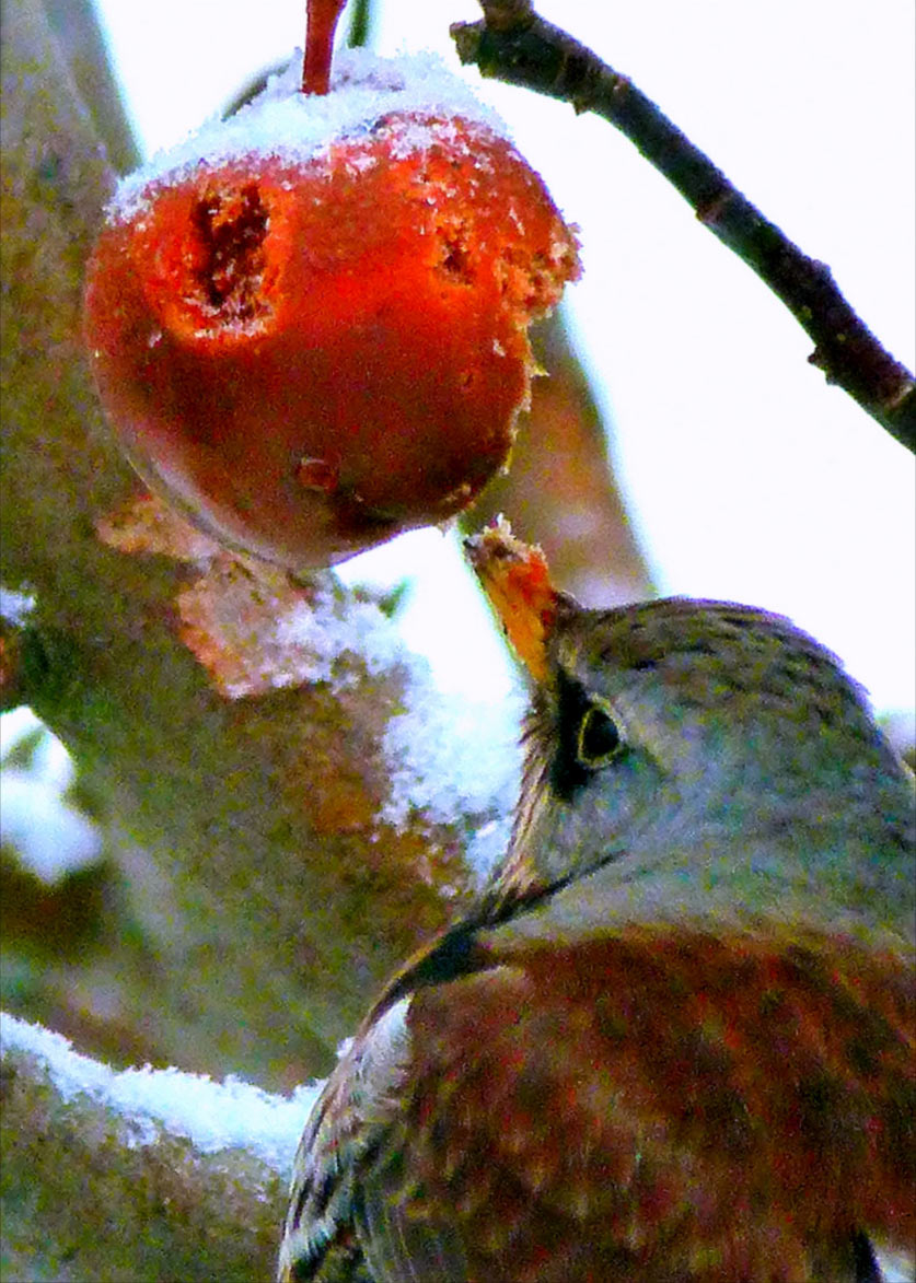 2012-03-28_P1060494_khr_17 Winterapfel (Foto: Karl-Heinz Richter)