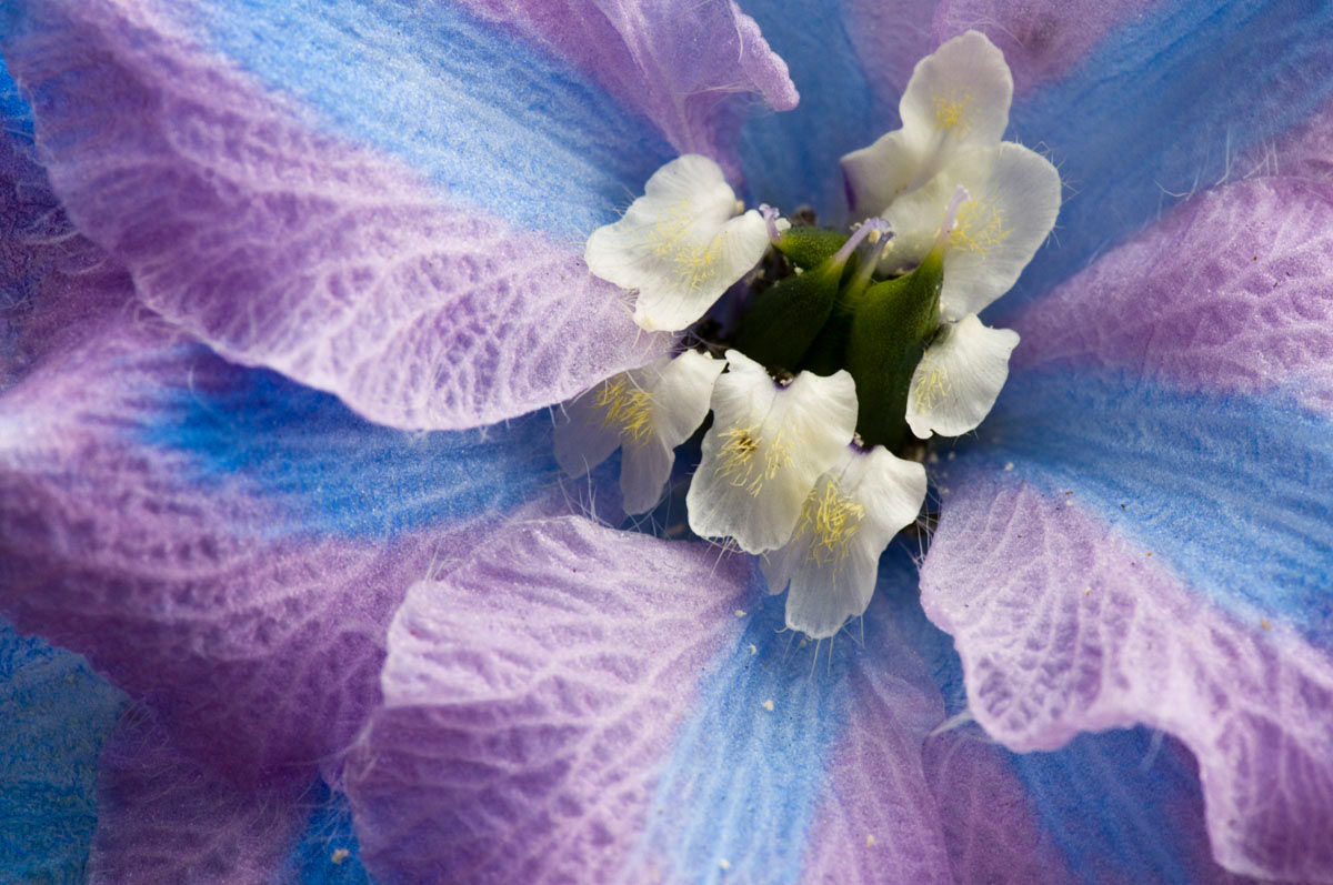 2012-03-29_Pink_uz_19 Pink (Foto: Ute Zohles)