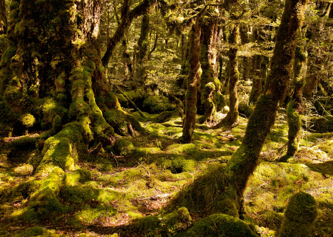2012-03-31_Regenwald-Fjordland-Nationalpark-Suedinsel-Neuseeland_fh_18 Regenwald in Neuseeland (Foto: Frank Hausdörfer)