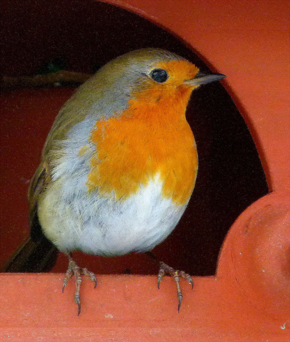 2012-03-32_rotkehlchen_khr_17 Rotkehlchen (Foto: Karl-Heinz Richter)