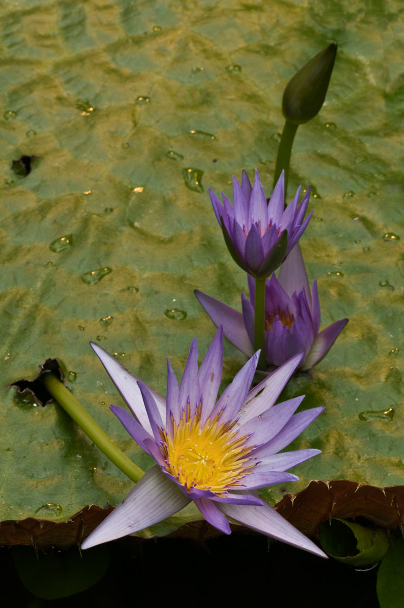 2012-03-34_Seerose_uz_17 Seerose (Foto: Ute Zohles)