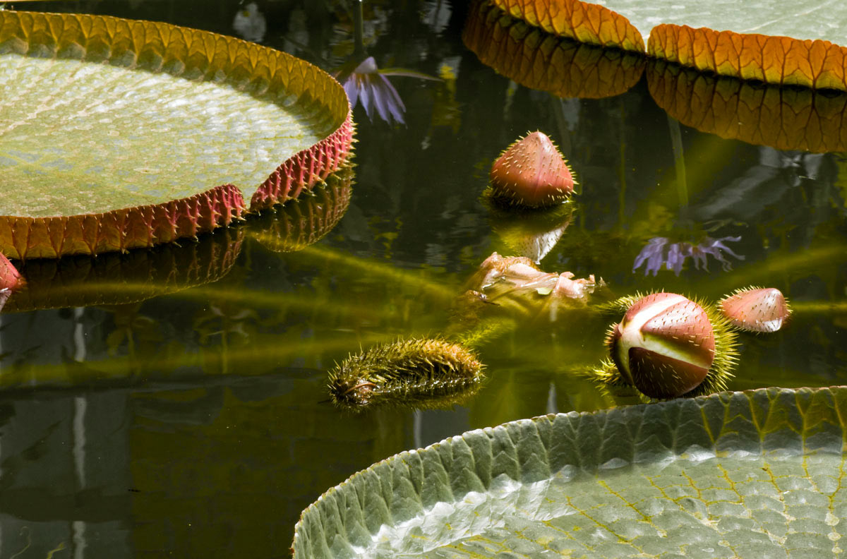 2012-03-38_Teich_uz_14 Teich (Foto: Ute Zohles)