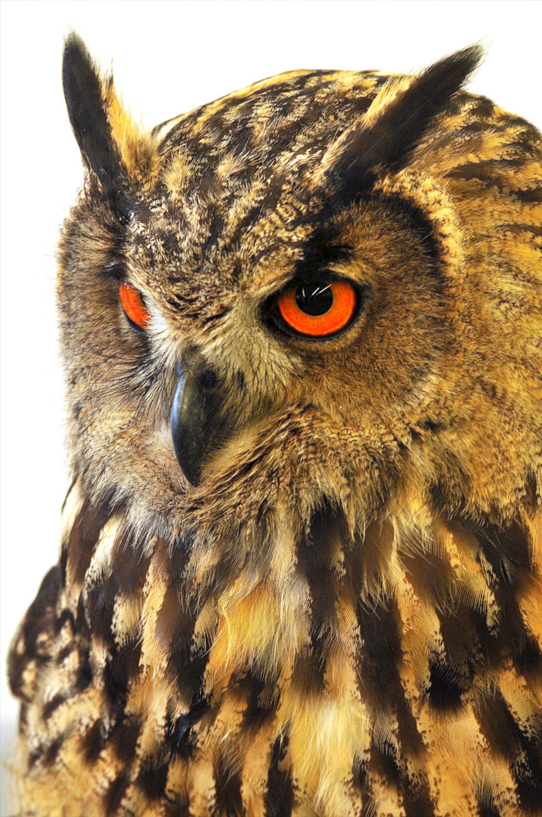 2012-03-41_uhu_khr_15 Uhu (Foto: Karl-Heinz Richter)