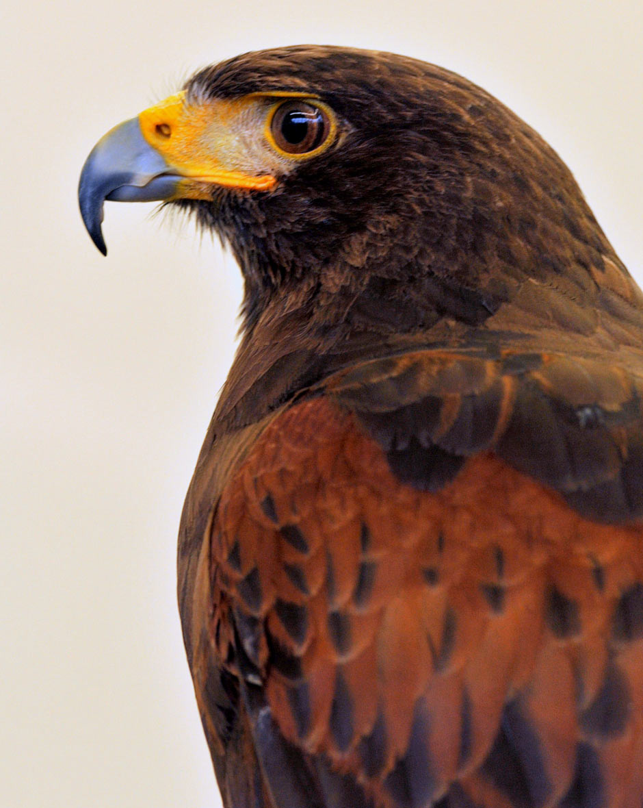 2012-03-zz01_1_DSC_3453_khr_17 Serie: Adlerblick (Foto: Karl-Heinz Richter)