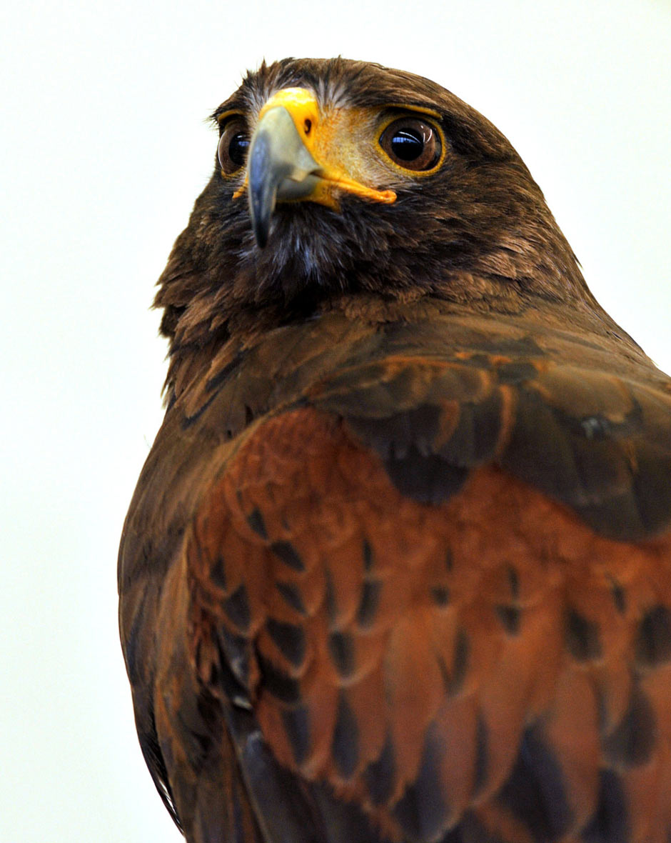 2012-03-zz01_2_DSC_3455_khr_17 Serie: Adlerblick (Foto: Karl-Heinz Richter)