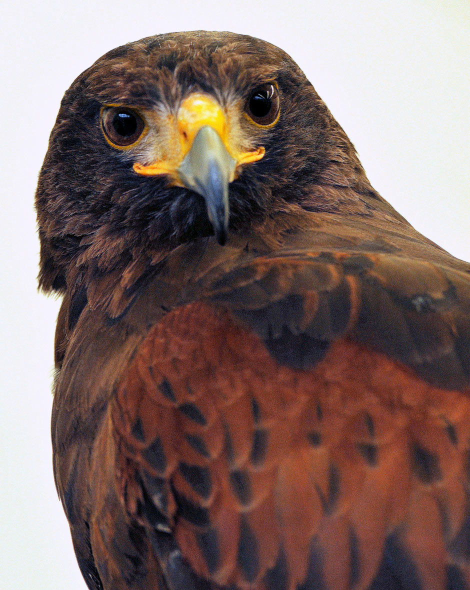 2012-03-zz01_3_DSC_3457_khr_17 Serie: Adlerblick (Foto: Karl-Heinz Richter)