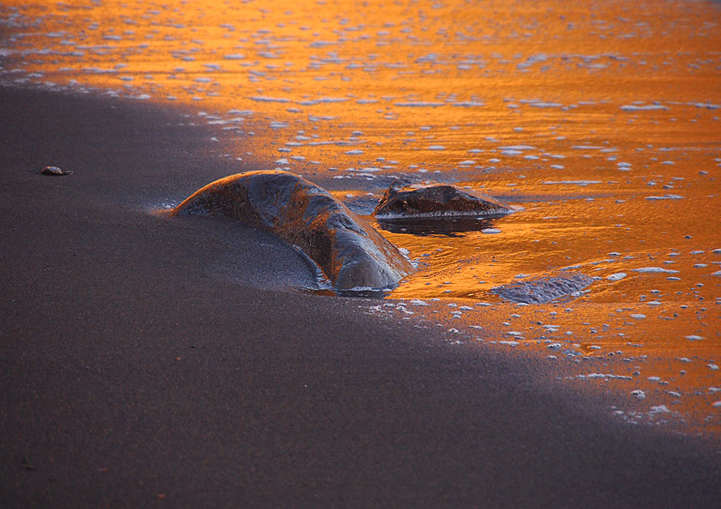 2012-03-zz03_1_goldstrand_01_O0009074_mh_17 Serie: Goldstrand (Foto: Manuela Hahnebach)