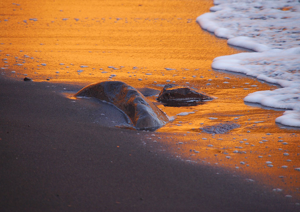2012-03-zz03_2_goldstrand_02_O0009072_mh_17 Serie: Goldstrand (Foto: Manuela Hahnebach)