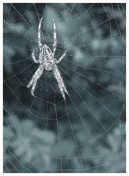 Spinnennetz (Foto: Karl-Heinz Richter)