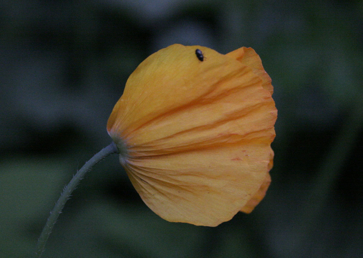 2012-06-03_wie-gemalt_cf_13 Wie gemalt (Foto: Carolin Fritz)