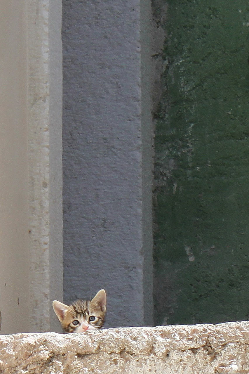 2012-06-17_Neugier_rok_18 Neugier (Foto: Roland Kastner)