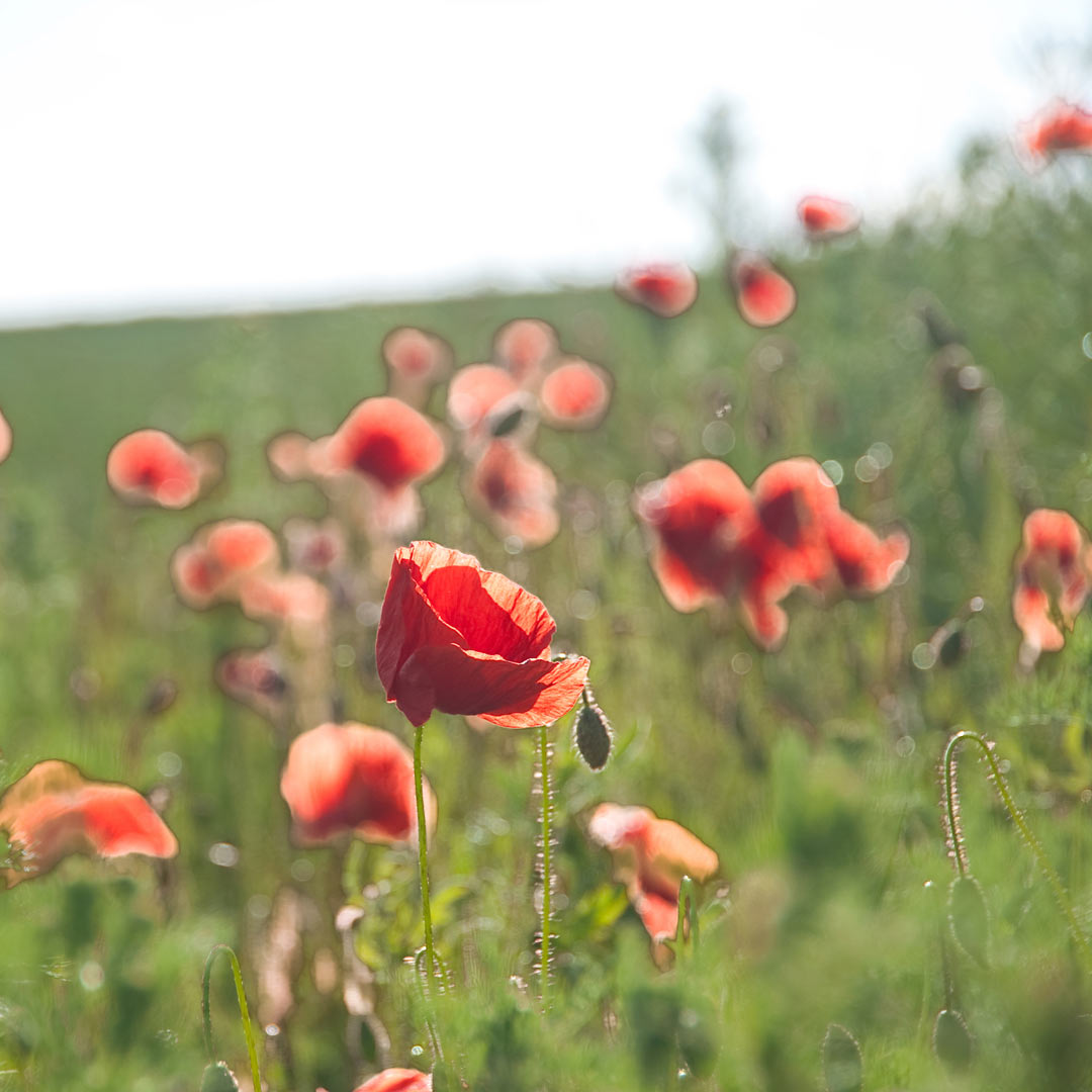 2012-06-18_mohn_upf_16 Mohn (Foto: Uli Pfeufer)