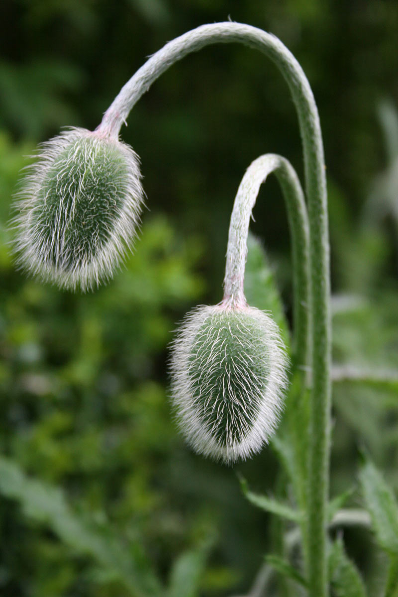 2012-06-24_haarige-Zeiten_cf_17 Haarig (Foto: Carolin Fritz)