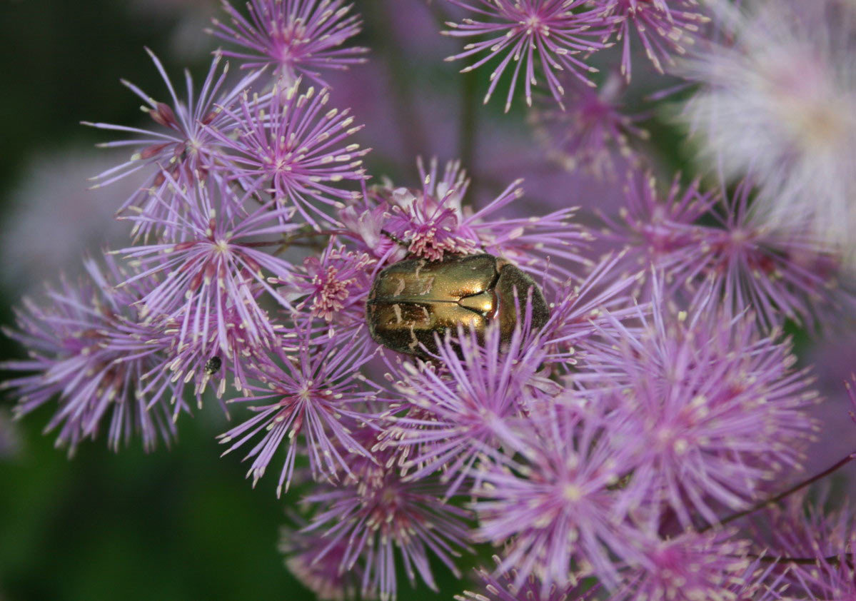 2012-06-26_des-Kaefers-Glanz_cf_11 Des Käfers Glanz (Foto: Carolin Fritz)