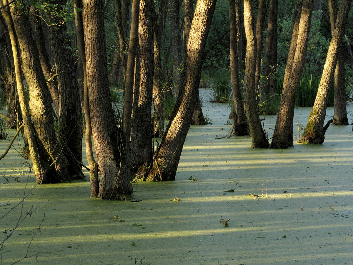 2012-06-29_C04_8448b_moor_ak_16 Moor (Foto: Andreas Kuhrt)