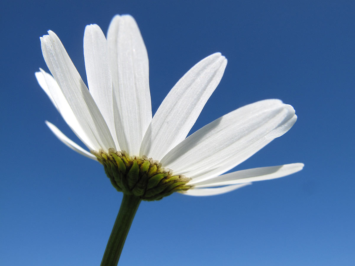 2012-06-30_C04_8319b_mageritte_ak_18 Mageritte (Foto: Andreas Kuhrt)