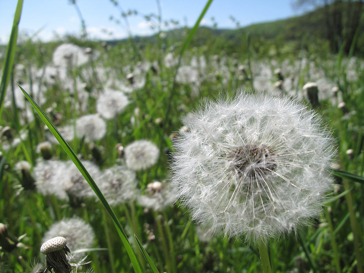 2012-06-32_C04_8197_pusteblumen_ak_17 Pusteblumen (Foto: Andreas Kuhrt)