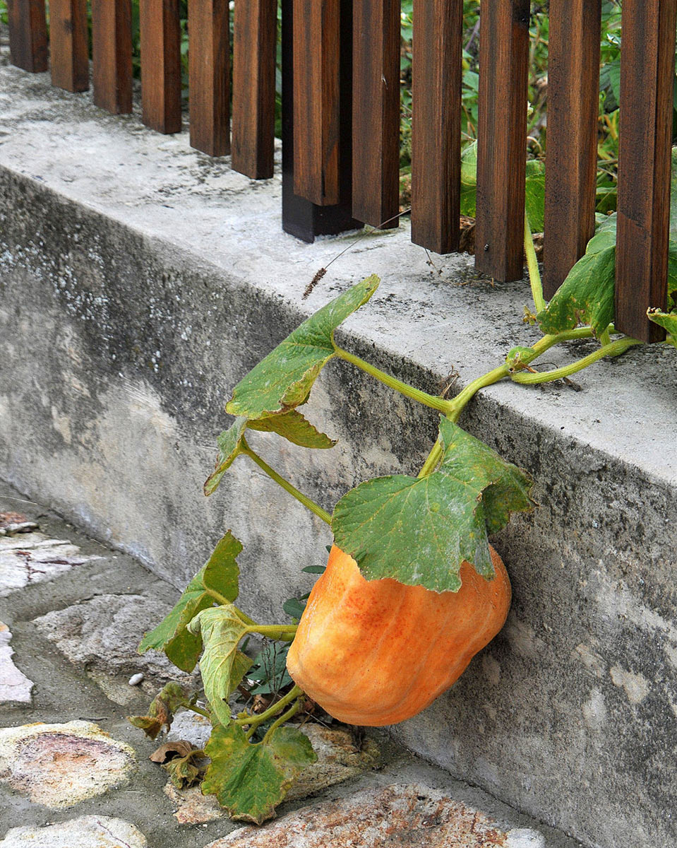 2012-06-35_05-DSC_6754_khr_18 Ausreißer (Foto: Karl-Heinz Richter)