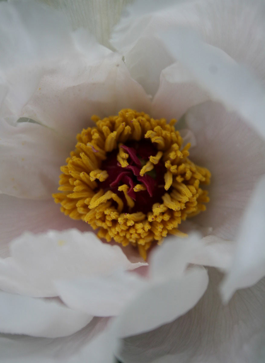 2012-06-zz02_1_Bluetenpracht-a_cf_12 Serie: Blütenpracht (Foto: Carolin Fritz)