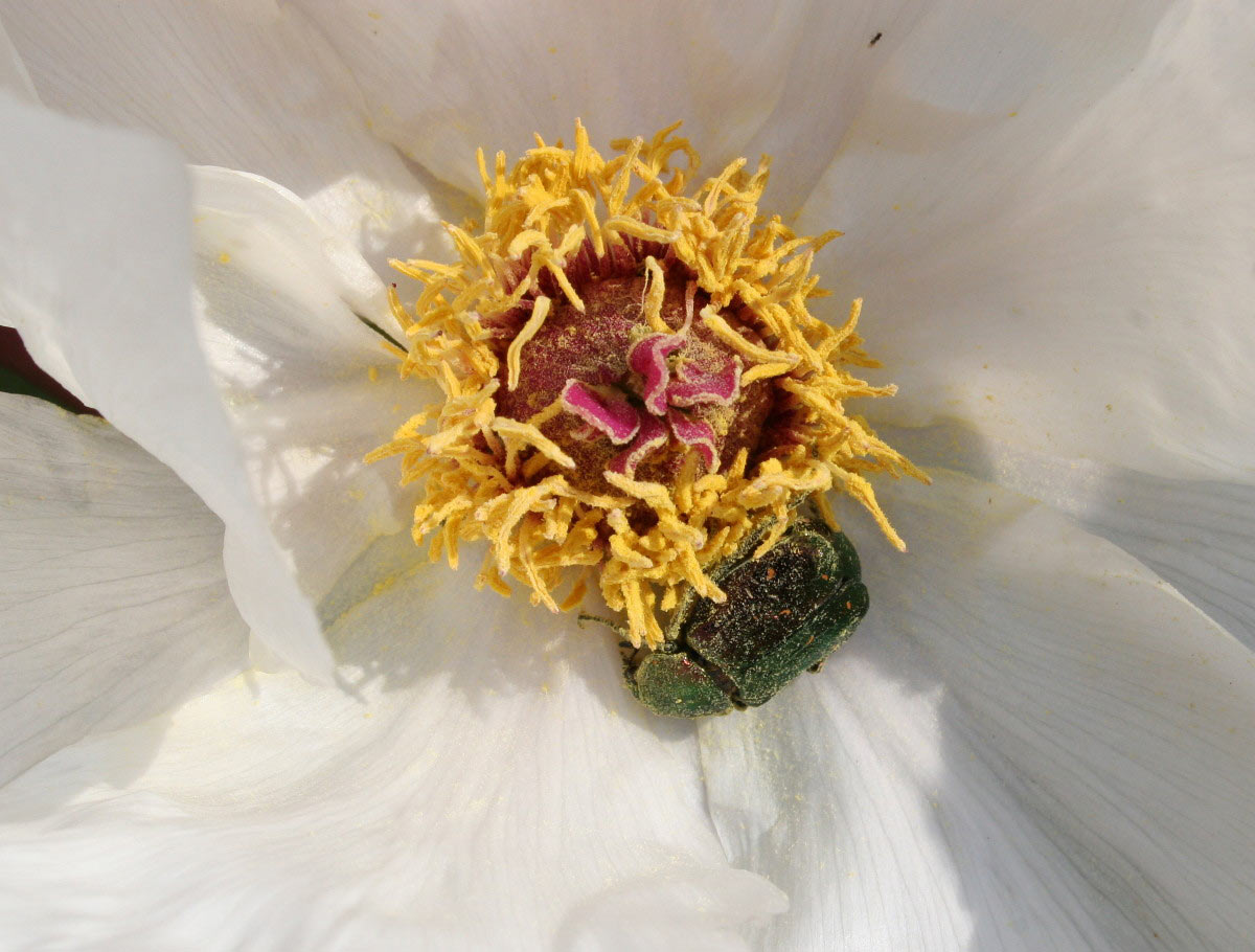 2012-06-zz02_2_Bluetenpracht-b_cf_12 Serie: Blütenpracht (Foto: Carolin Fritz)