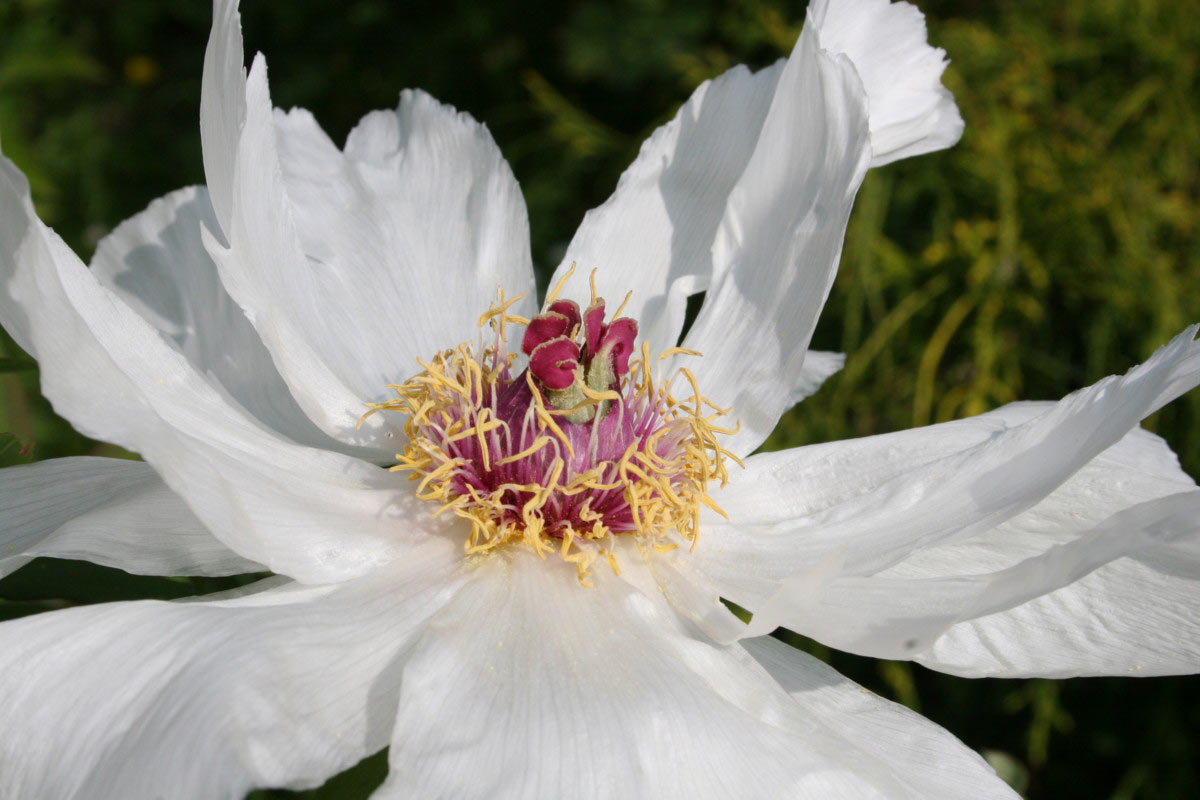 2012-06-zz02_3_Bluetenpracht-c_cf_12 Serie: Blütenpracht (Foto: Carolin Fritz)