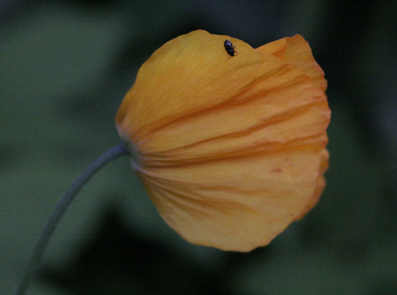 2012-07-03_Bluete-mit-Kaefer_cf_12 Blüte mit Käfer (Foto: Carolin Fritz)