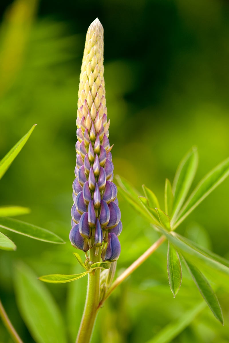 2012-07-15_Lupine_upf_15 Lupine (Foto: Uli Pfeufer)