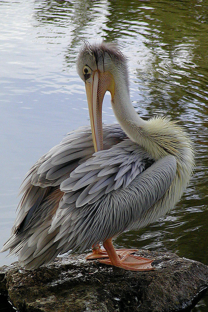 Pelikan (Foto: Karl-Heinz Richter)