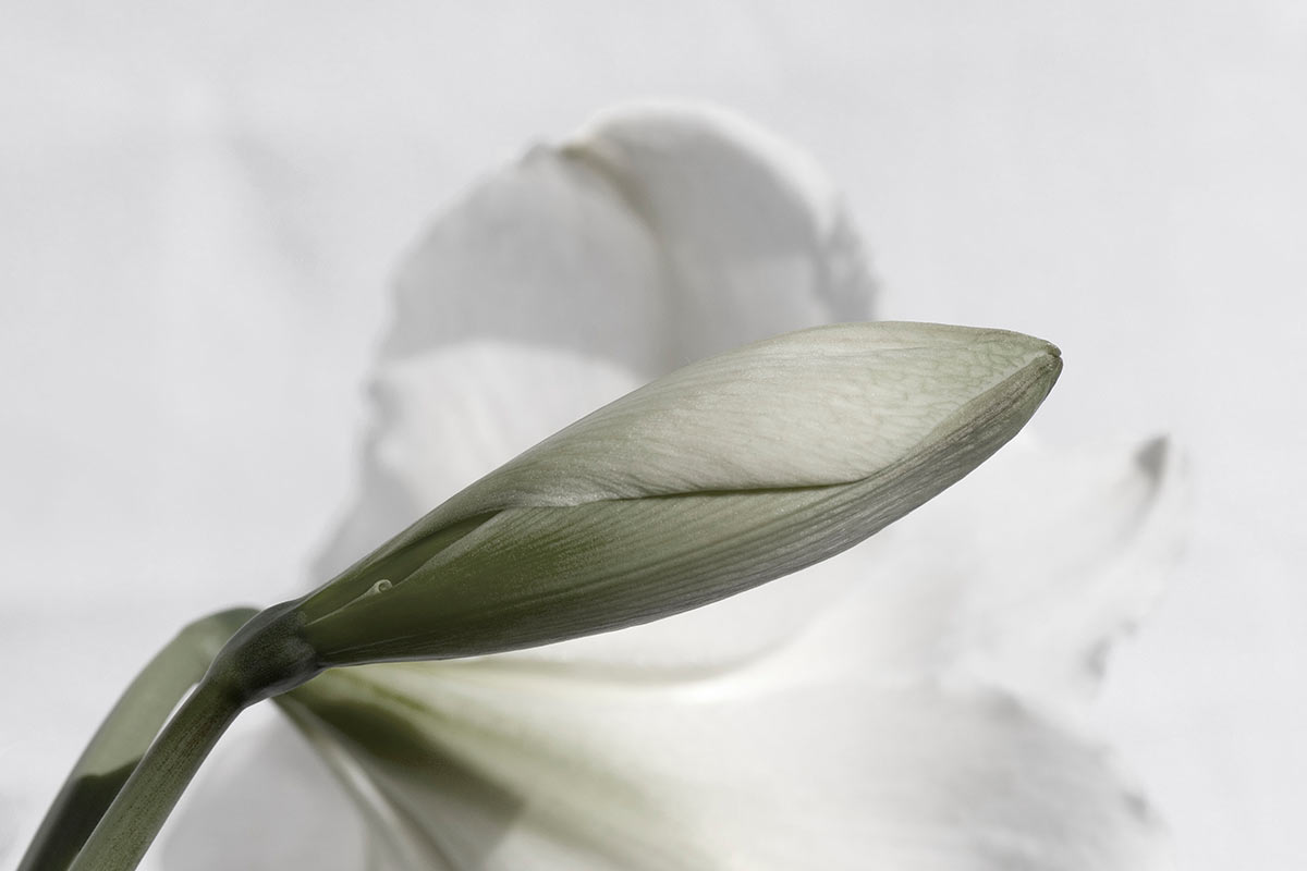 Amarylis (Foto: Ute Zohles)