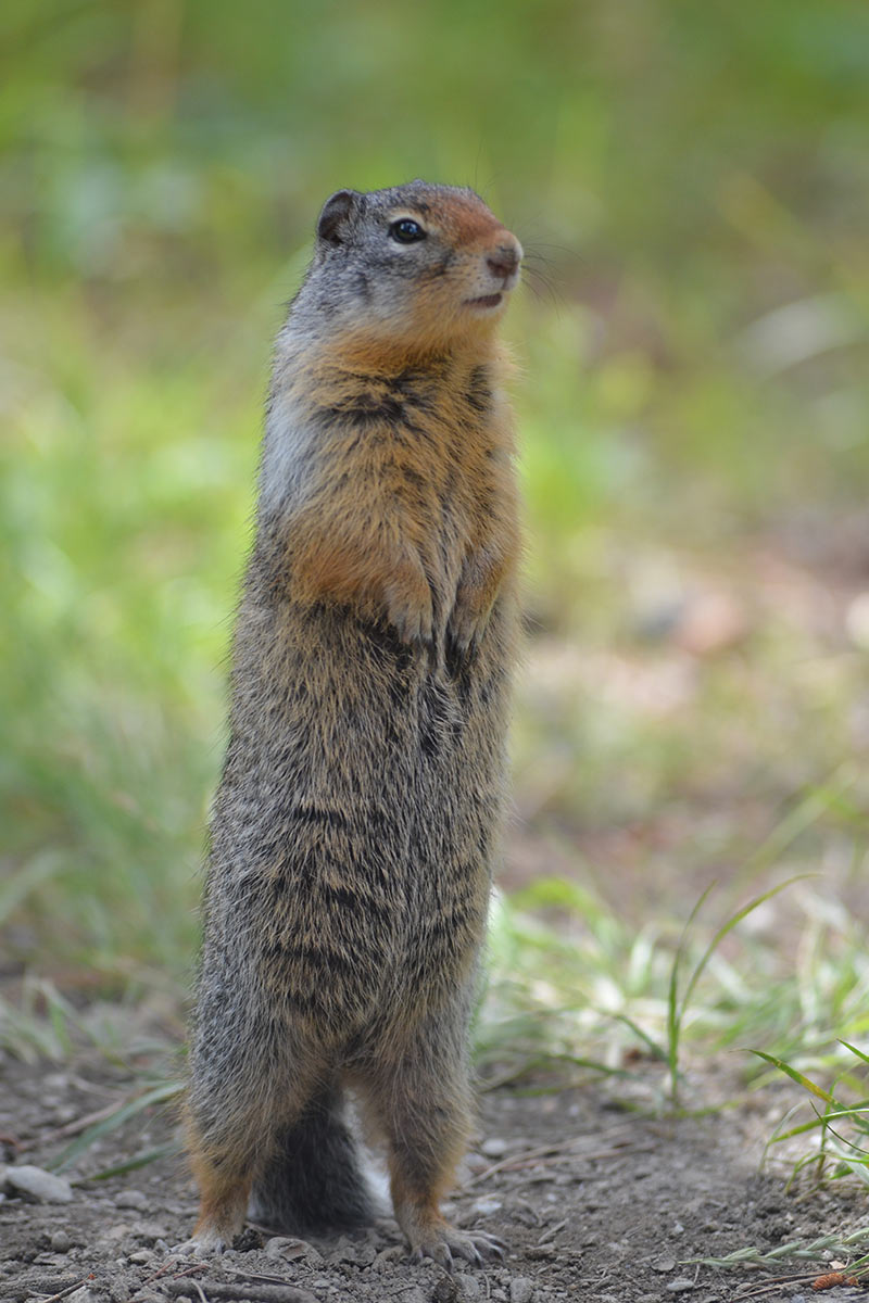 Wächter (Foto: Günter Giese)