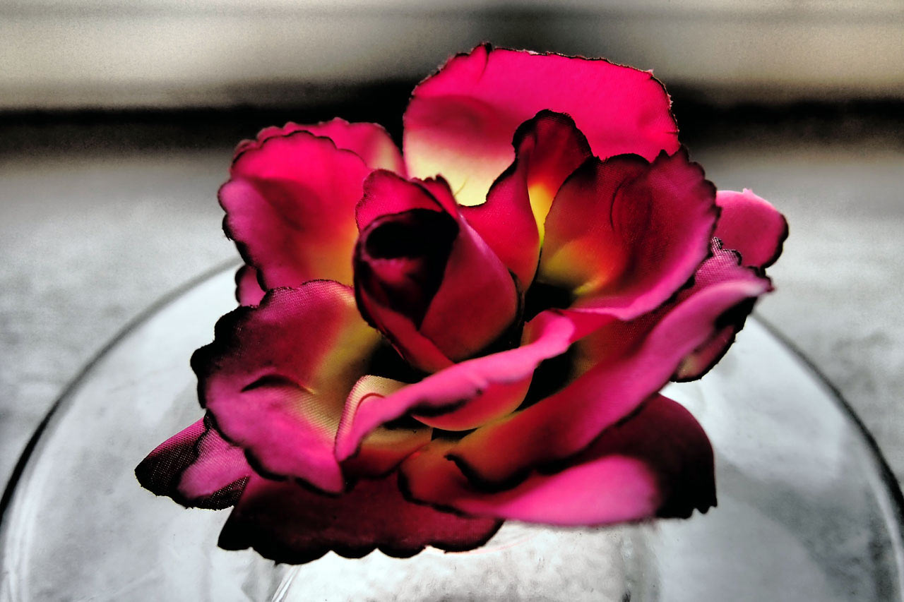 Rose (Foto: Ute Zohles)