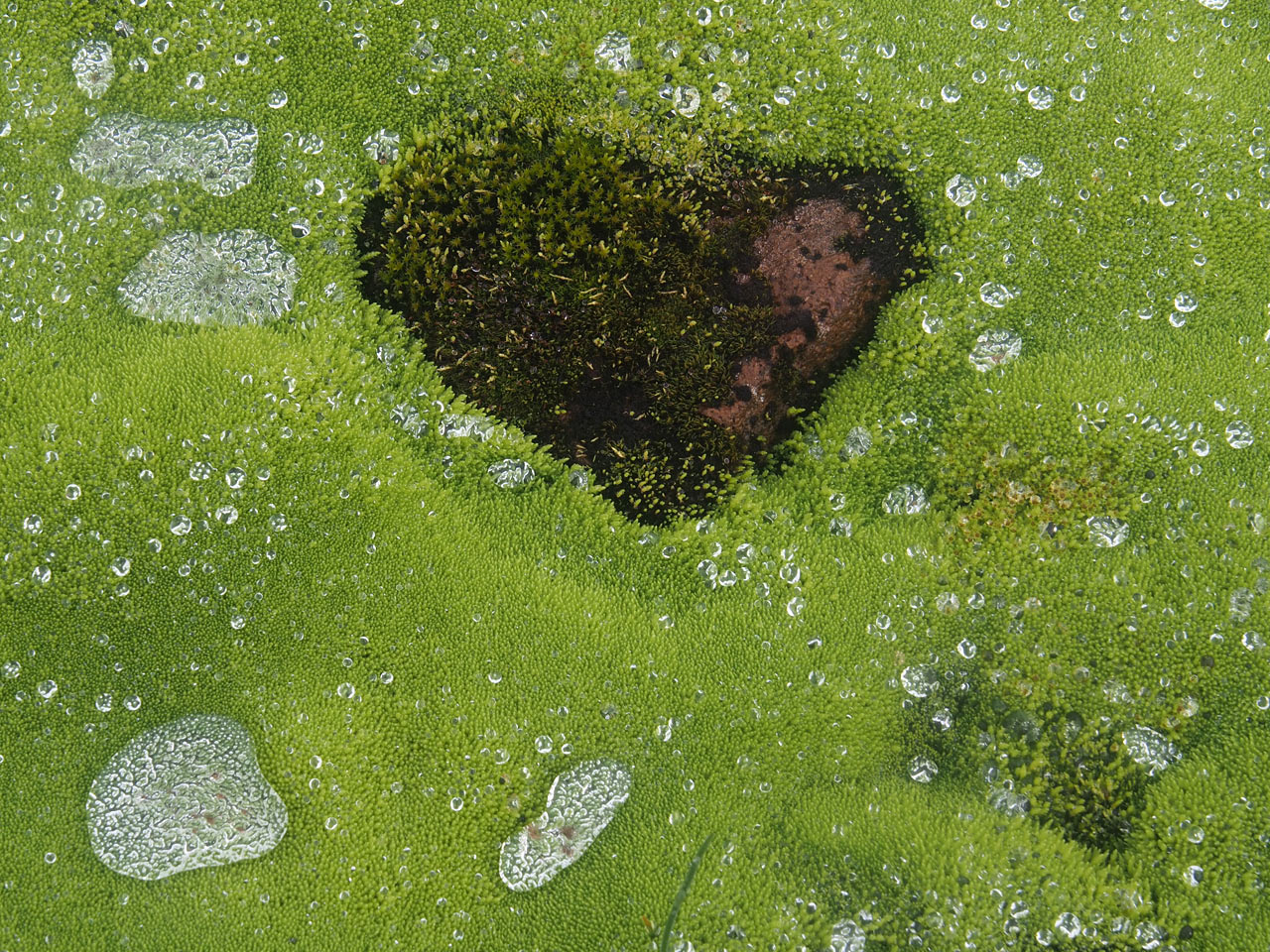 Serie: Herz (Foto: Manuela Hahnebach)