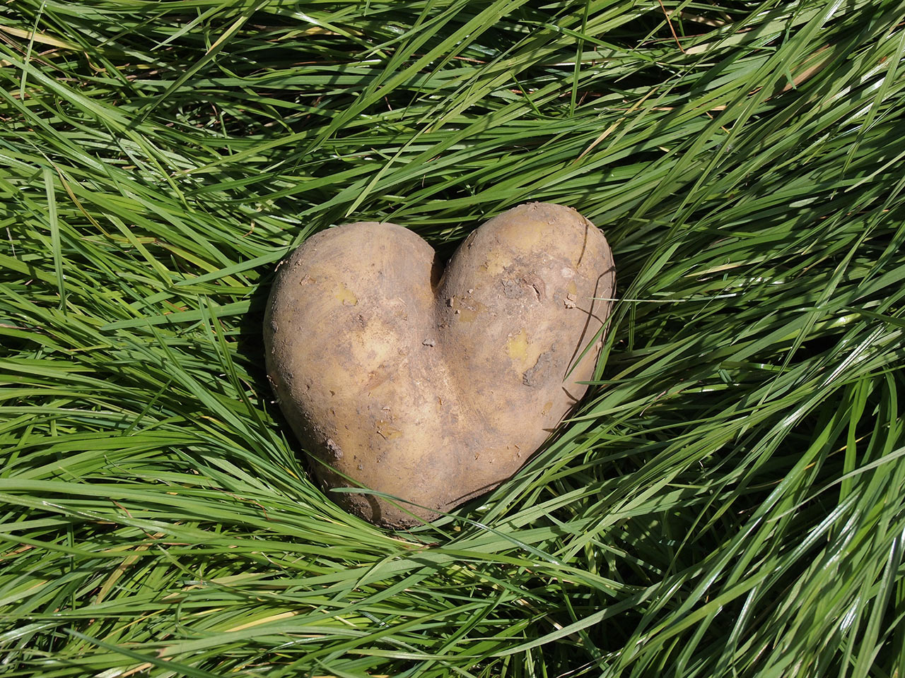 Serie: Herz (Foto: Manuela Hahnebach)