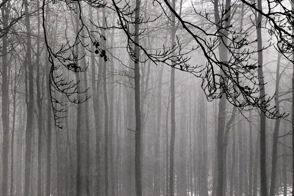 Nebelwald (Foto: Ute Zohles)