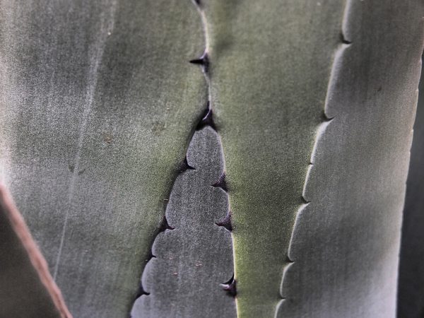 Agave (Foto: Ines Koch)