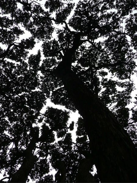 Baumkrone (Foto: Ute Zohles)